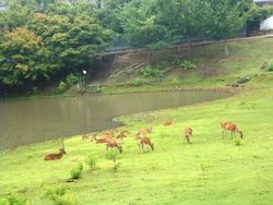Tak Ada Turis, Rusa di Taman Nara Kehilangan Berat Badan