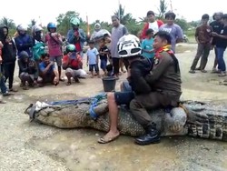 Warga Tangkap-Duduki Buaya yang Terkam Pemuda di Mamuju Tengah