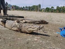 Bupati Mamuju Tengah Kerahkan Pawang Tangkap Belasan Buaya Liar