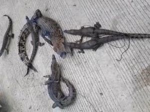 Video Belasan Buaya Ditangkap Warga di Mateng