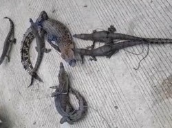 Video Belasan Buaya Ditangkap Warga di Mateng