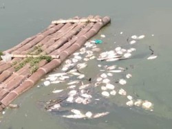 Ikan-ikan di Rawa Jombor Klaten Mati Mendadak, Kenapa?