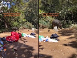 Kemah di Gunung Cikuray, Makanan Pendaki Ini Dicuri Babi Hutan