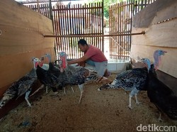 Cerita Peternak Kalkun di Kudus, Omzet Terus Mengalir Meski Pandemi
