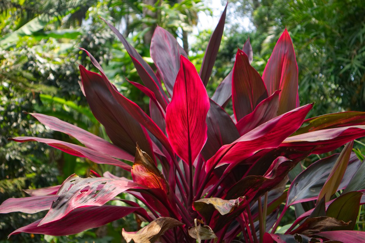 Unik Nih 5 Tanaman Hias Daun Merah Buat Halaman Rumah Bunda