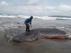 Bangkai Hiu Tutul Berbobot 1 Ton Terdampar di Pantai Pangandaran