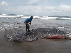 Bangkai Hiu Tutul Berbobot 1 Ton Terdampar di Pantai Pangandaran Bangkai Hiu Tutul Berbobot 1 Ton Terdampar di Pantai Pangandaran