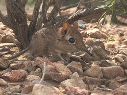 Celurut Gajah Ditemukan Kembali di Afrika Setelah 50 Tahun