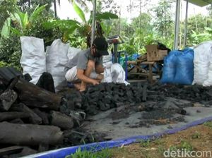 Di Tengah Pandemi, Eksportir Arang di Subang Raup Untung Gede