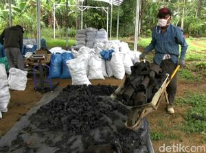 Corona Merajalela, Produksi Arang Tak Goyah