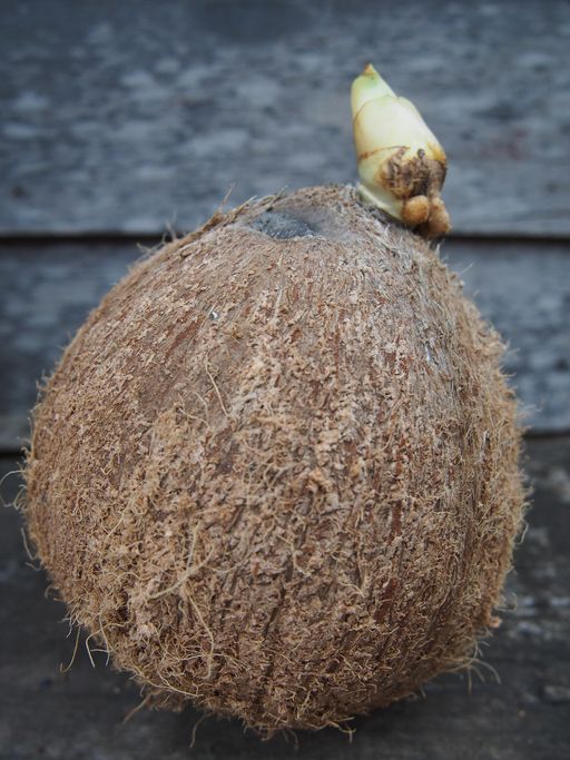 Kentos kelapa
