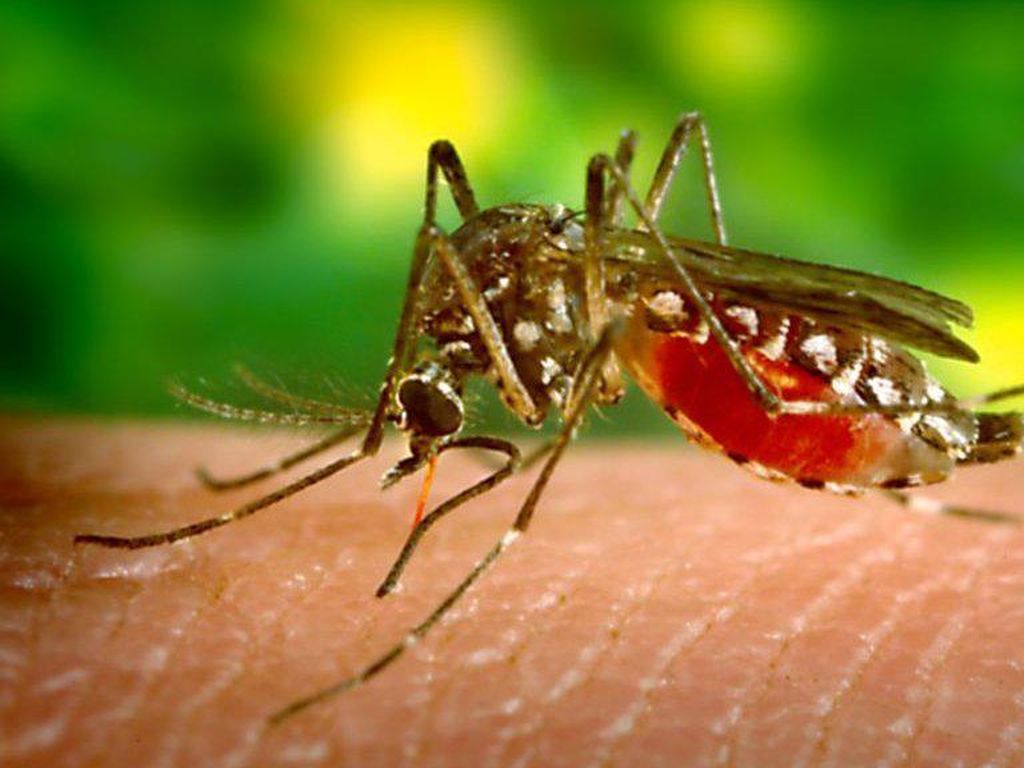 Studi: Nyamuk Paling Suka Orang Berbaju Merah, Oranye, atau Hitam