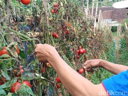 Petani di Lembang Keluhkan Harga Tomat-Cabai Anjlok Gegara Pandemi