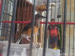 Melihat 2 Kelas Sekolah Kicau Burung Murai di Pekalongan