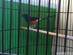 Pria di Jakbar Ajak Bocah Anak Tetangga Curi 23 Ekor Burung Murai Batu