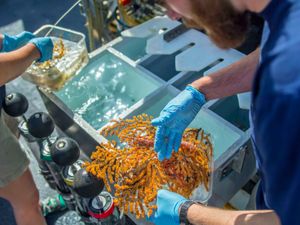 Misteri Laut Dalam Galapagos, 30 Spesies Baru Ditemukan