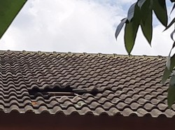 Jebol Atap, 7 Tahanan BNN Jambi Kabur dari Rutan