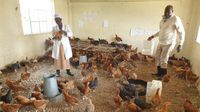 Corona Bikin Sekolah di Kenya Berubah Jadi Peternakan Ayam