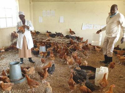 Corona Bikin Sekolah di Kenya Berubah Jadi Peternakan Ayam