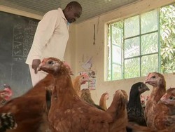 Sekolah Tutup Akibat Corona, Ruang Kelas Diubah Jadi Peternakan Ayam