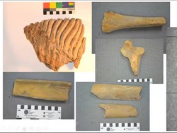 Fosil Gajah Ungkap Rahasia Pulau Bangka di Zaman Sundaland