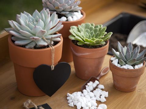 Closeup of assorted succulent plants and clay pots on garden bench ready for planting season.