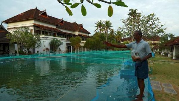 Sedih, Kolam Renang Resor Mewah Berubah Jadi Kolam Ikan