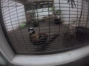 Bertemu si Cantik Ayam Hias di Eco Green Park