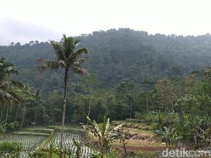Macan Mangsa Hewan Ternak, Warga Ciamis Resah