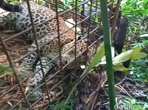 Potret Si Abah Penguasa Gunung Sawal Sebelum-Sesudah Mati