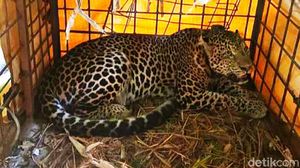 Momen Pelepasan Macan Tutul Si Abah di Gunung Sawal