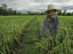 Upah Buruh Tani Per Agustus Rp 55.677, Naik 0,12%