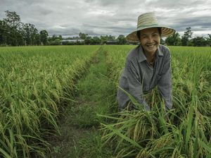 Petani di Medan Kini Bisa Konsultasi ke Dokter Tanaman Pakai Aplikasi Petani di Medan Kini Bisa Konsultasi ke Dokter Tanaman Pakai Aplikasi