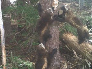 Hilang 100 Tahun, Wolverine Nampak Lagi di Taman Nasional Ini