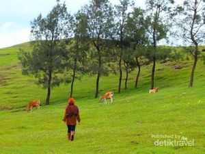 Selandia Baru Tapi di NTT