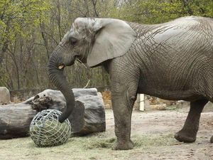 Sedih, Gajah Afrika Tertua di Amerika Utara Meninggal Dunia
