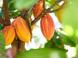 Industri Pengolahan Kakao Sumbang Ekspor US$ 549 Juta Selama Pandemi