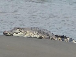 Kakak-Adik Pencari Kerang Diserang Buaya Muara di Sungai Lampuyang