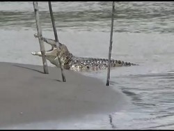 Penampakan Buaya Berjemur di Tepi Sungai di Mamuju