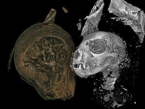 Mumi Hewan Mesir Usia 2.000 Tahun Dibedah Secara Digital dengan 3D