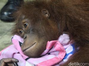 Polisi Serahkan 1 Orang Utan Peliharaan Warga ke BKSDA Kalimantan Barat Polisi Serahkan 1 Orang Utan Peliharaan Warga ke BKSDA Kalimantan Barat