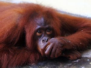 Kasihan, Orangutan Ini Dirantai Selama 3 Tahun Lho