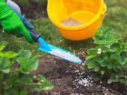 Pasokan Pupuk Disorot, Ada Kendala di Mana?