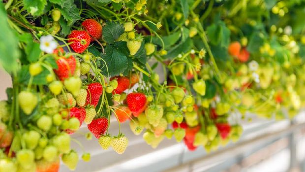 Closeup of many ripening strawberries grown without soil at an ergonomic picking height in a modern specialized Dutch greenhouse.