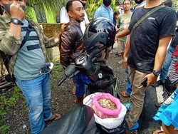 Pria di Agam Ditangkap BKSDA Sumbar, 8 Kg Sisik Trenggiling Disita