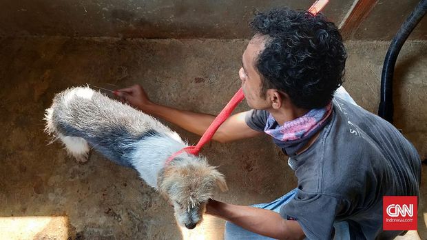 Animals Hope Shelter Indonesia Christian Joshua Pale, pemilik Animals Hope Shelter Indonesia, disambut 'anak-anaknya' saat bertandang pada Rabu (26/8).