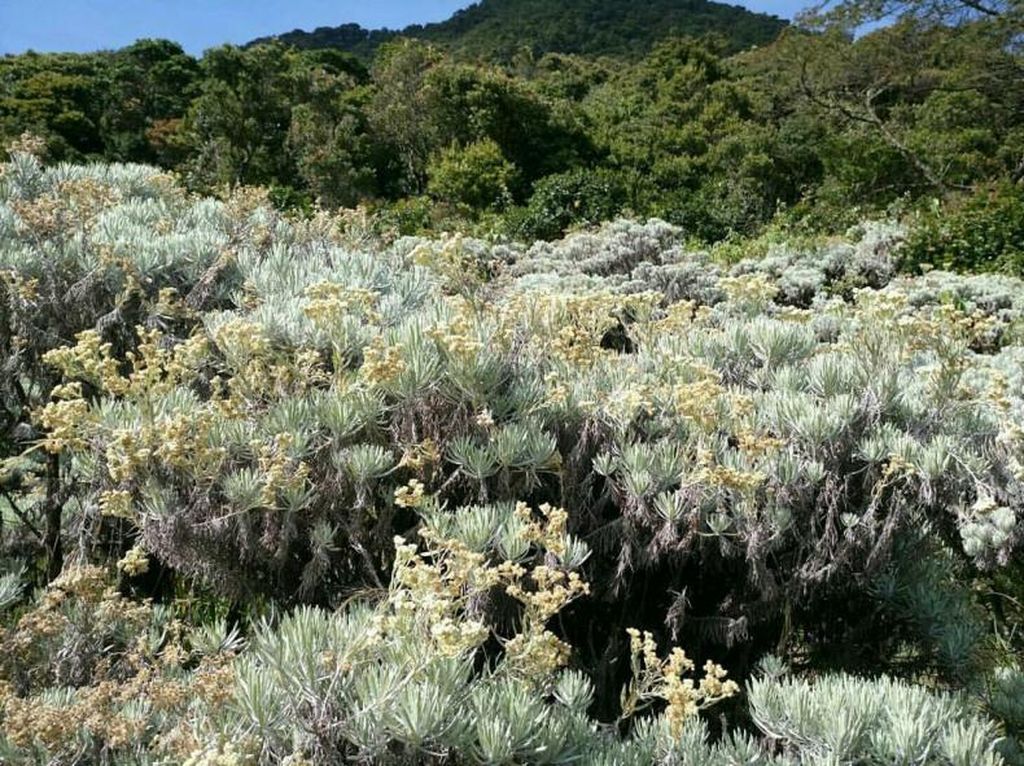 Foto: Bunga Edelweiss Gunung Gede, Cantikmu Abadi Foto: Bunga Edelweiss Gunung Gede, Cantikmu Abadi