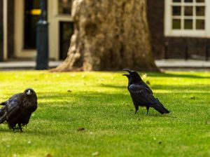 Sepi, Burung Gagak Menara London Mulai Bosan Sepi, Burung Gagak Menara London Mulai Bosan