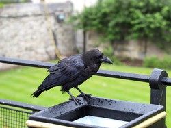 Serupa Tapi Tak Sama! Inilah Perbedaan Raven dan Crow