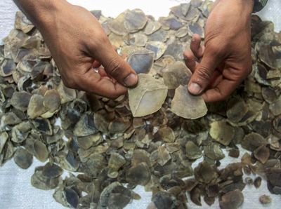8 Kg Sisik Trenggiling Diamankan BKSDA Sumbar